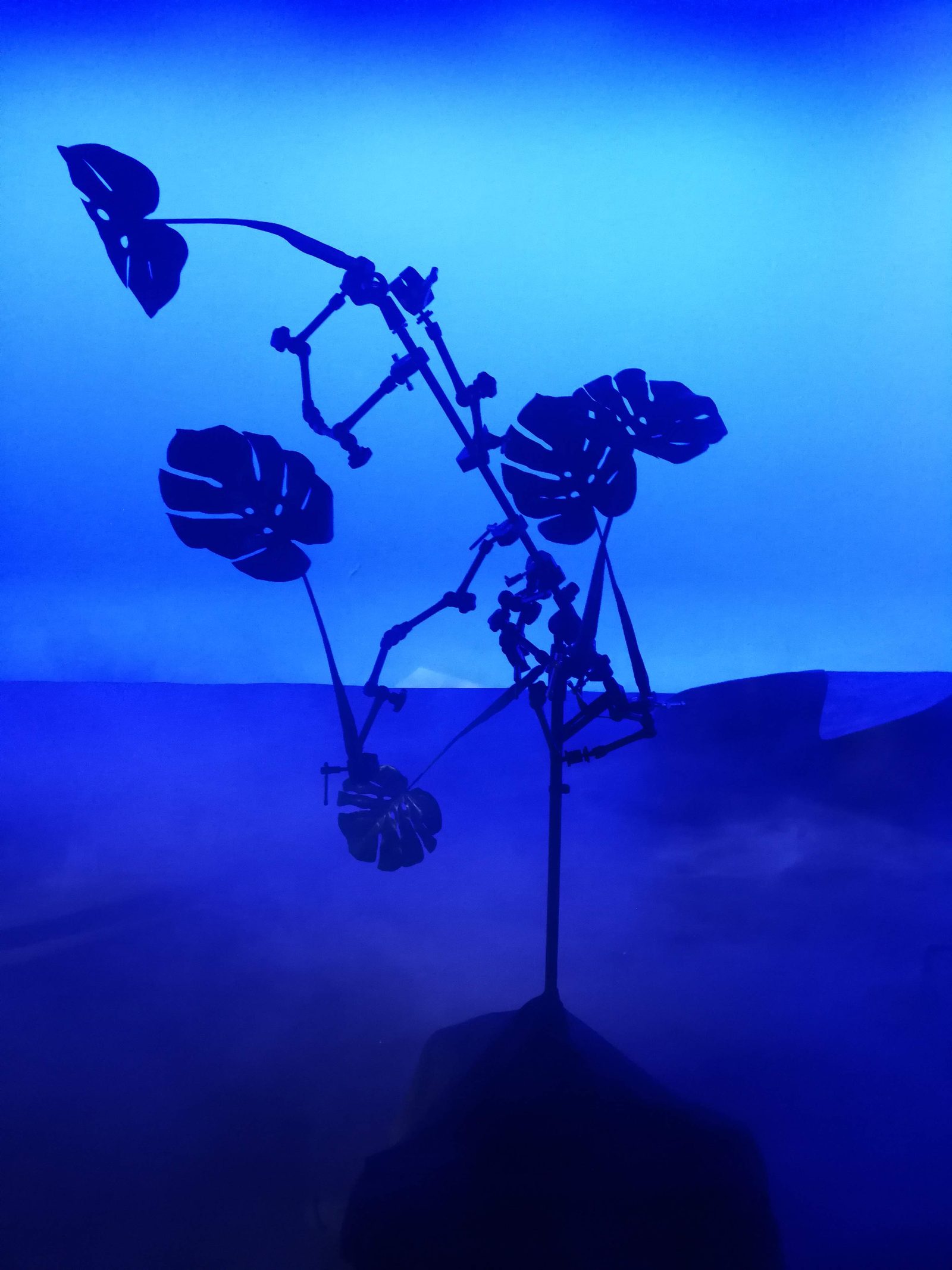 Set design — Mass, film de Pierre Pauze — Une plante sculptée, en contre-jour